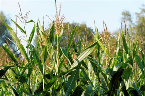 Free Images Field Prairie Flower Green Crop Corn Agriculture