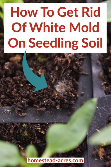 Your mold flowers stock images are ready. How To Get Rid Of White Mold On Seed Starting Soil ...