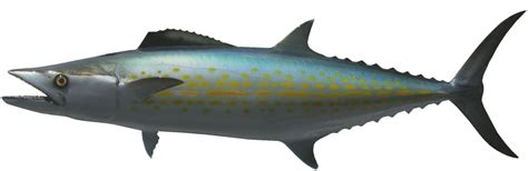 33 Inch Mackerel Cero Fish Mounts Official Site