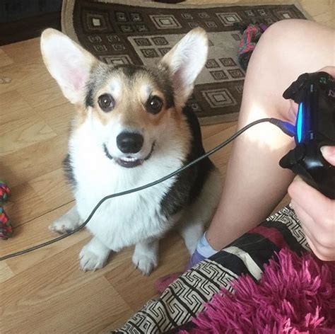 14 Funny Pictures Showing That You Are Crazy Corgi Person Petpress