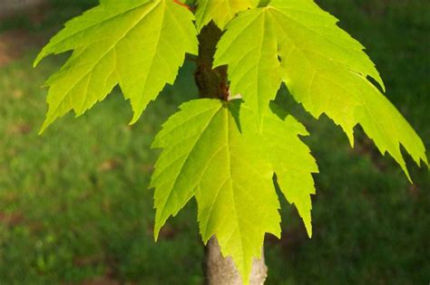 Red Maple Leaves National Railroad Contractors Association