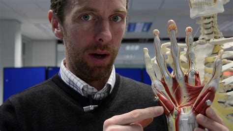 They contain many different types of tissues. Hand & wrist bones & muscles of the hand - YouTube