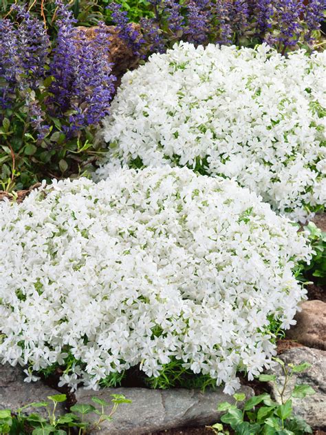 Aber auch für mauerkronen und tröge ist diese pflanze bestens geeignet, da ihre sternförmigen, lilarosa. Teppich-Phlox 'White Delight' - Phlox subulata | Wyss Shop