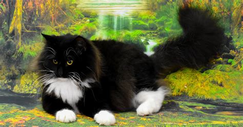 Norwegian Forest Breeders Australia Norwegian Forest Info And Kittens