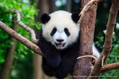 Baby Panda By David Swindler 500px