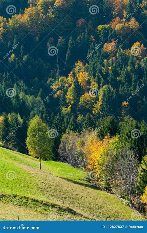 Scenery Of An Autumn Mixed Forest In Green Yellow And Orange Colors