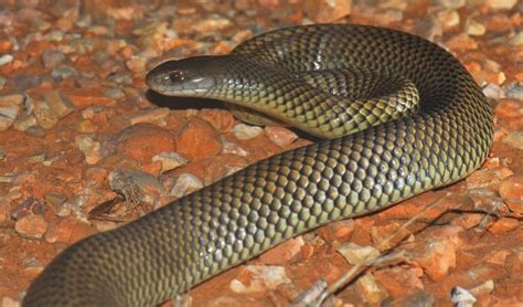 Top 10 Most Dangerous Venomous Snakes In Australia