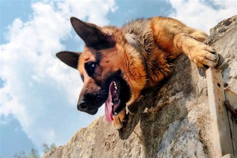 Best Guard Dog Breeds Top 12 For Protection Shepherds Bone