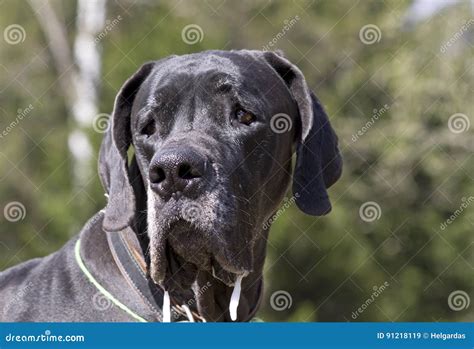 Very Serious Dog Expression Stock Image Image Of Animal Slobber