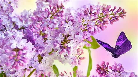 1920x1080px 1080p Free Download Lilacs Blooming Perfume Butterfly