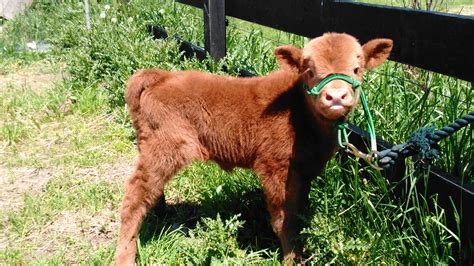 Micro Mini Cows - All About Cow Photos