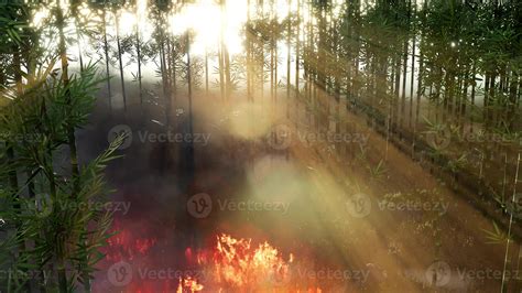 Wind Blowing On A Flaming Bamboo Trees During A Forest Fire 5838780