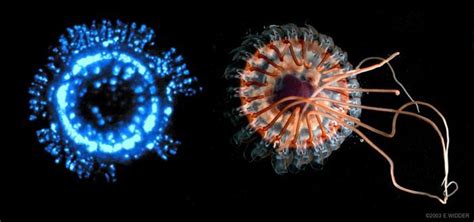 Real Monstrosities Atolla Jellyfish