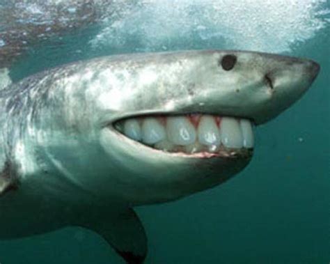 Sharks With Human Teeth Are Far Less Scary Gallery Ebaums World