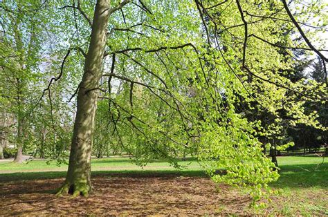European Beech Plant Care And Growing Guide