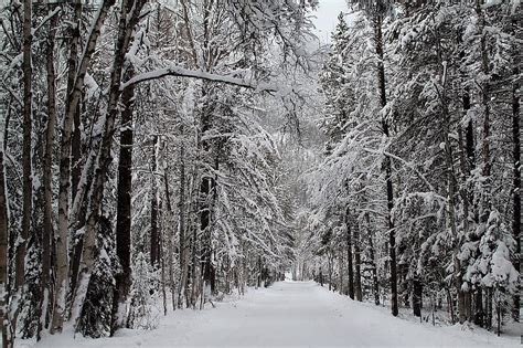 Snow Forest Road Winter Nature Trees Cold White Landscape