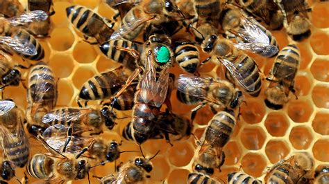 Quacks And Toots Help Young Honeybee Queens Avoid Deadly Duels