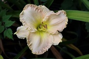 Photo of the bloom of Daylily (Hemerocallis 'Pierre S. du Pont') posted ...