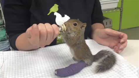 Injured Squirrel Gets Rehab At City Wildlife The Washington Post