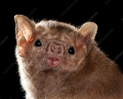 White Winged Vampire Bat Stock Image C0118064 Science Photo Library