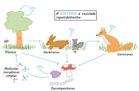 Estrutura Dos Ecossistemas Fluxo De Energia E Ciclo Da Matéria Várias