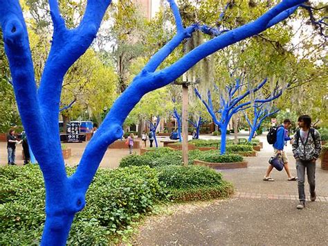 I Love Ufs New Blue Trees Blue Tree Gainesville Tree