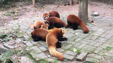 Red Pandas Eating Youtube