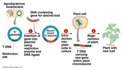 The inserted genes modify the plant to improve traits such as resistance to disease, pests, herbicides, and stress or to increase crop yield and quality. Bacterial transformation - Kyle and Brittany's Science Web