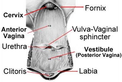 Anatomy Vulva