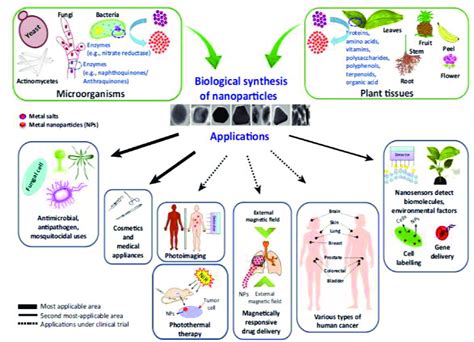 Diverse Bio Development Synthesis Of Nanoparticles And Their
