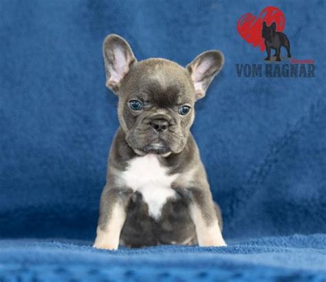 French bulldog puppies for sale in illinoisselect a breed. Chicago Top Quality French Bulldog Puppies For Sale Near Rockfor - FOX 40 WICZ TV - News, Sports ...