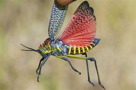 Colorful Bug In Madagascar Weird Animals Insects Bugs And Insects