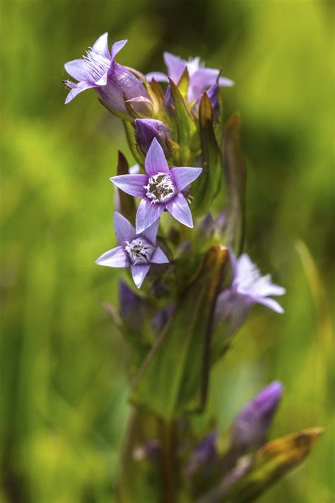 Autumn Dwarf Gentian Gentianella Free Photo Rawpixel