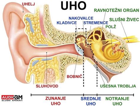 Naglušnostsi Kako Je Sestavljeno Uho Kako Deluje Sluh