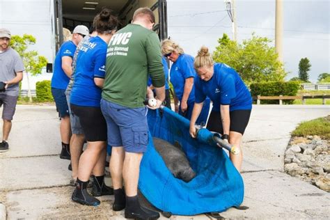 World Oceans Day Spotlights The Impact Of Marine Debris On Animals