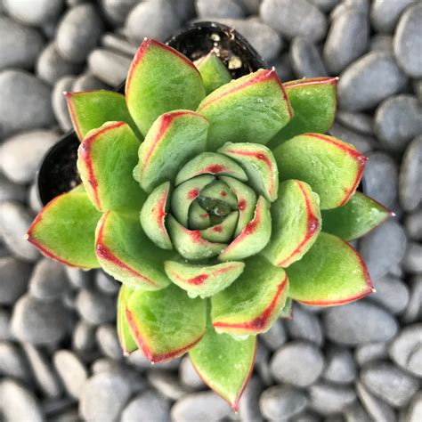 Echeveria Agavoides Red Tip 2 Pot Little Prince To Go
