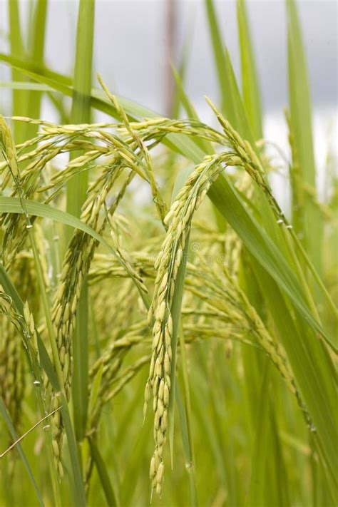 Rice Plant Stock Photo Image Of Rice Agriculture Cereals 4693660