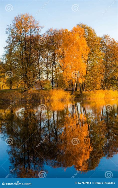 Fall Trees Reflection In Water Stock Image Image Of Golden Pond