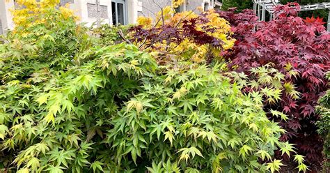 A Guide To Different Japanese Maple Types Gardeners Path 49 Off
