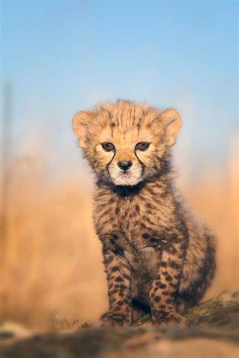 Baby Cheetah Animaux Adorables Animaux Sauvages Animaux Mignons