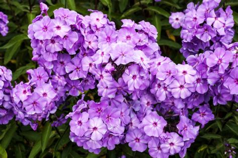 16 Different Types Of Phlox Plants Garden Lovers Club