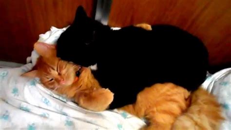 Two Funny Gay Cats Kissing And Hugging VideoСмешные коты геи целуются