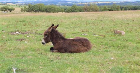 News Rescued Donkey Gives Birth To Healthy Foal Over Jubilee Weekend