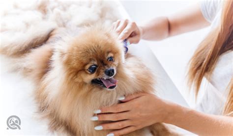 Your pet is part of the family, and should be treated as such. Dog Grooming License VS. Certification - Is There a ...
