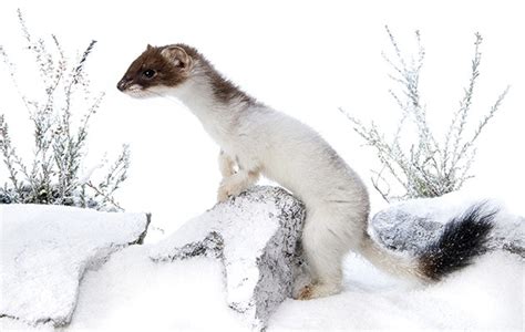 Stoats And Weasels The Wild Wooders The Field