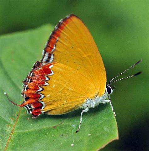 Tropical Rainforest Butterfly Biological Science Picture