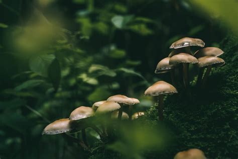 Micro Forest Mushrooms Germany