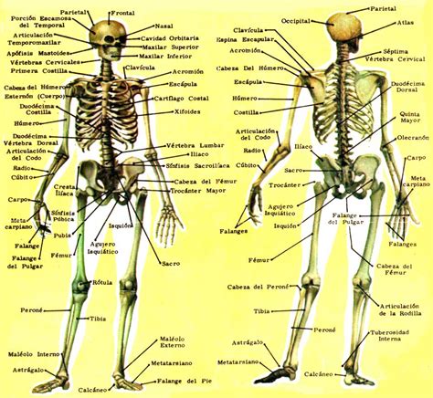 Imagenes Del Esqueleto Humano Con Los Nombres De Los Huesos