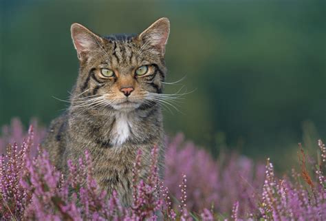 Scottish Wildcat Felis Sylvestris Grampia Sitting In Heather