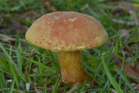 Boletus Bicolor Identifying Mushrooms Wild Mushroom Hunting